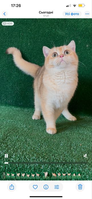 Британська золота шиншила хлопчик 6 міс‼️