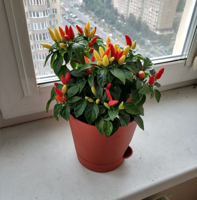 Перец декоративный острый домашний миниатюрный, насіння перець гострий