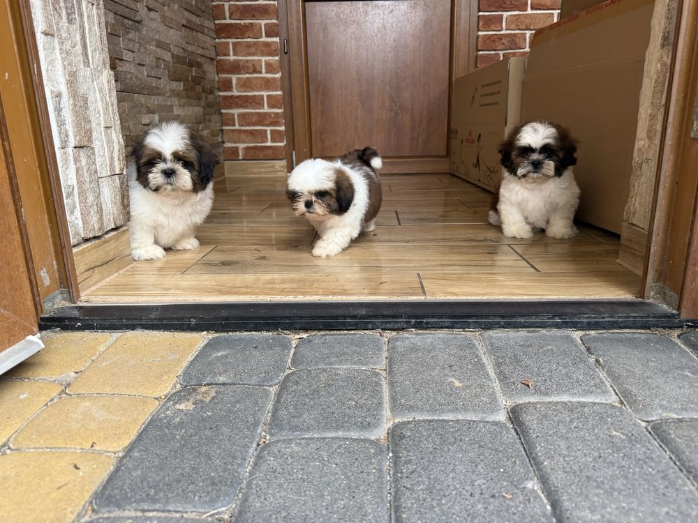 Shih-tzu szczeniak z rodowodem