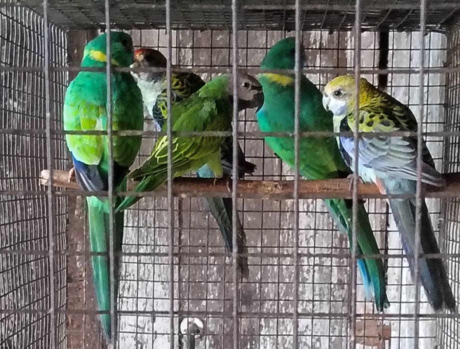 Psitacideos diversos