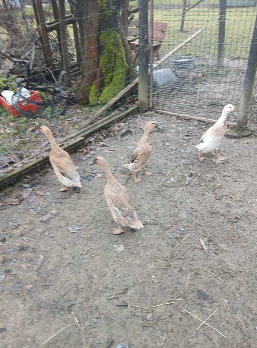 piękna parka kaczka piżmowa i czekoladowy kaczor sprzedam