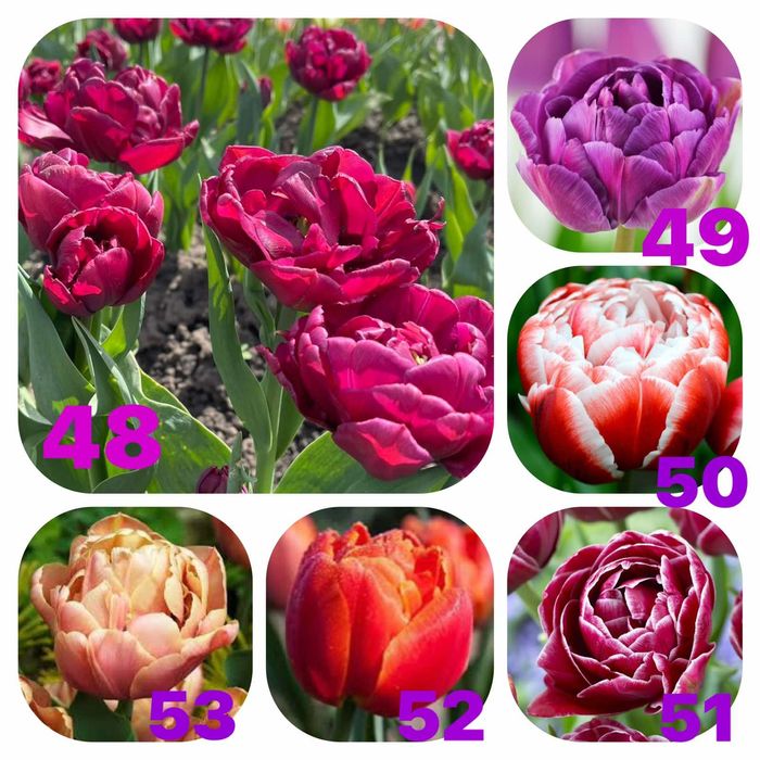 Гарні квіти тюльпанів