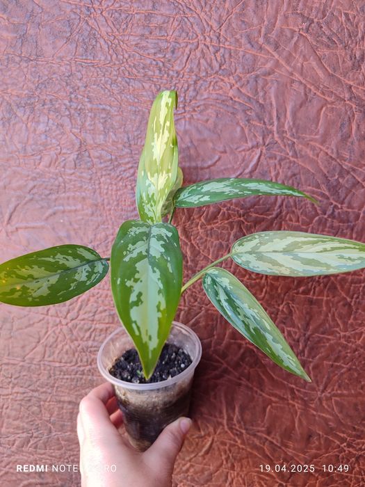 Каланхое, хамедорея, аглаонема, плектрантус, педілантус