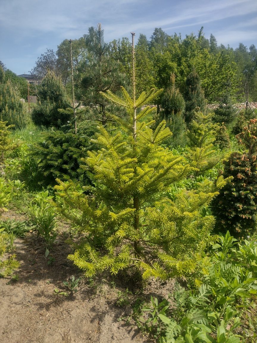 Piękna jodła koreańska do ogrodu - fioletowe szyszki z EKO plantacji