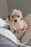 Maltipoo szczeniak piesek