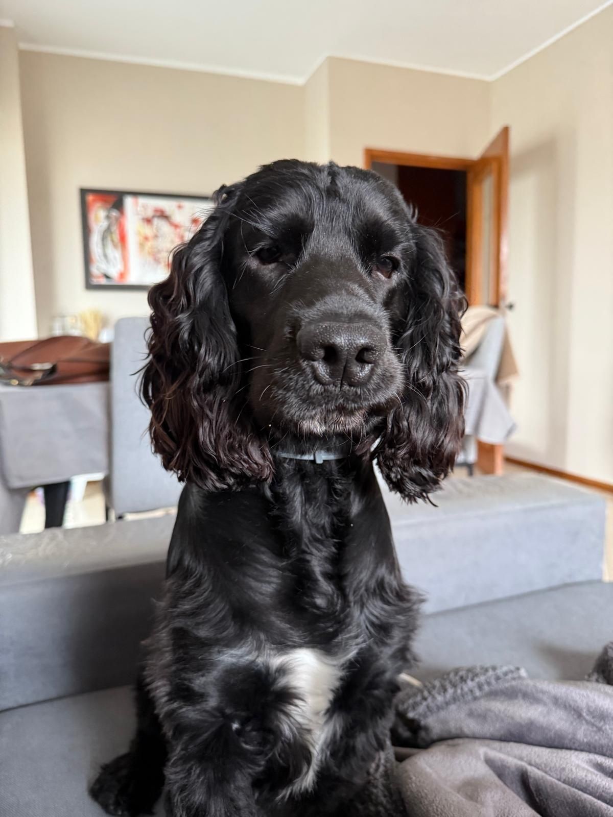 Cocker spaniel inglês para monta