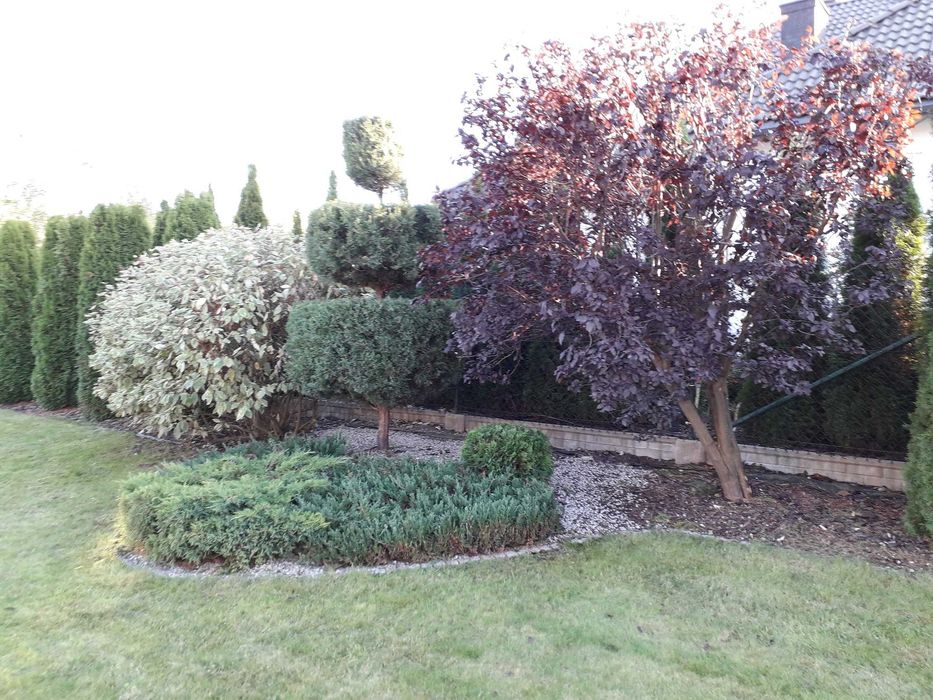 cięcie żywopłotów Formowanie krzewów ozdobnych pielęgnacja ogrodu