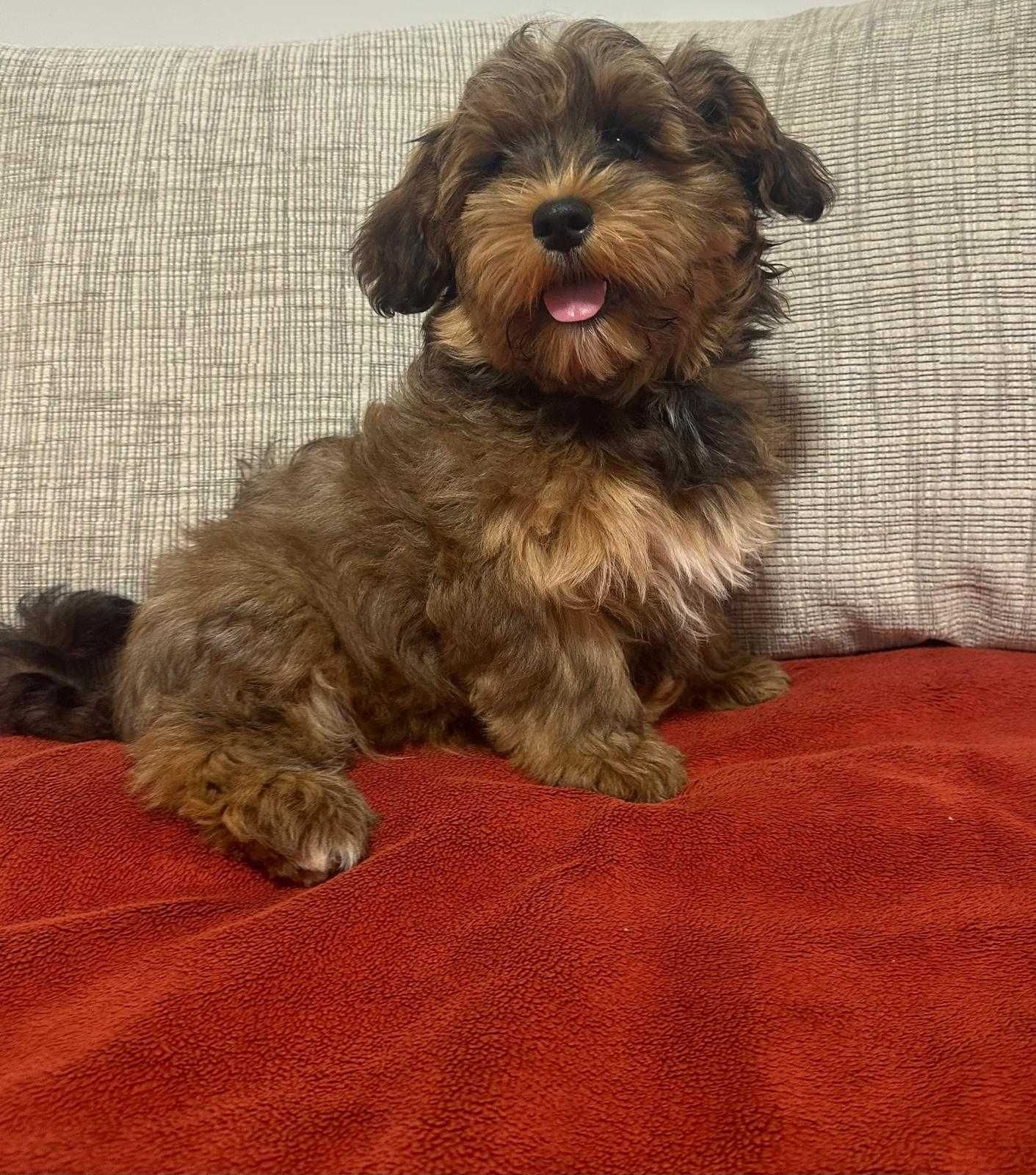 Cão Bichon Havanês
