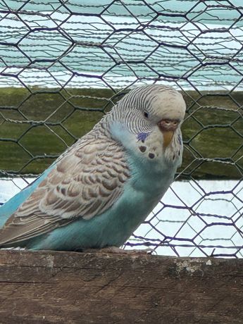 Papugi faliste niebieskie