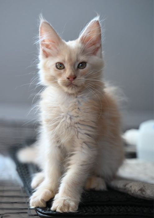 Maine coon kotka ruda dymna FPL