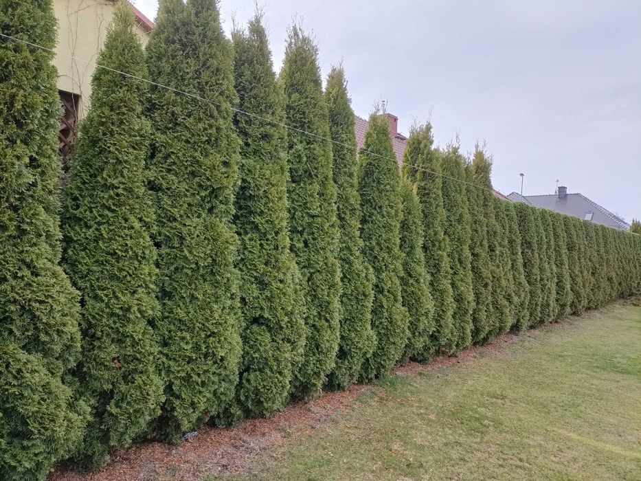 Usługi ogrodnicze, koparko-ładowarka, mini-koparka, pielęgnacja, ROD