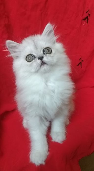 Серебристый котёнок девочка 2 месяца хайленд