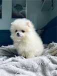 **Charlie**Szpic miniaturowy, pomeranian, malutki piesek