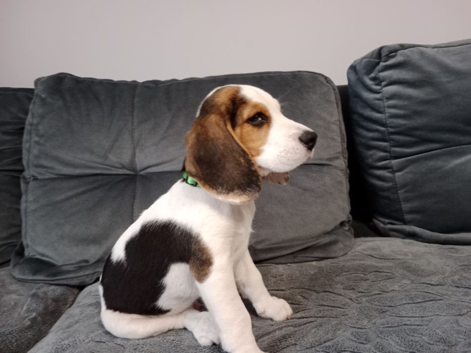 Beagle szczeniak