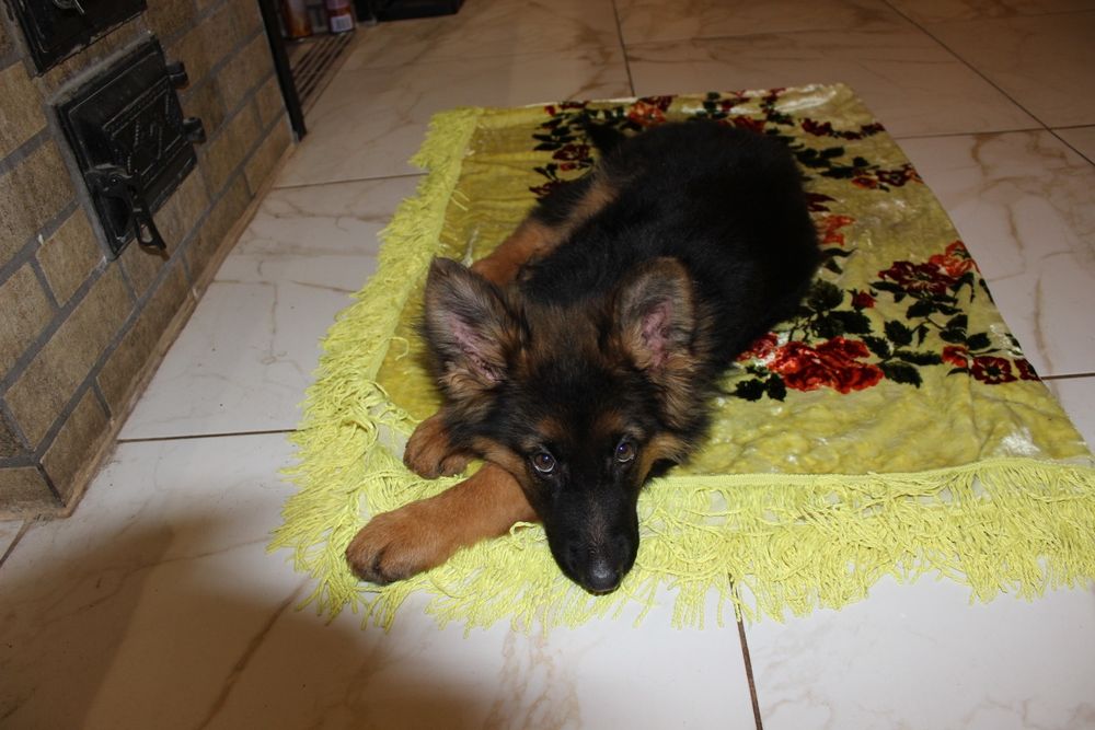 Німецька довгошерста вівчарка КСУ