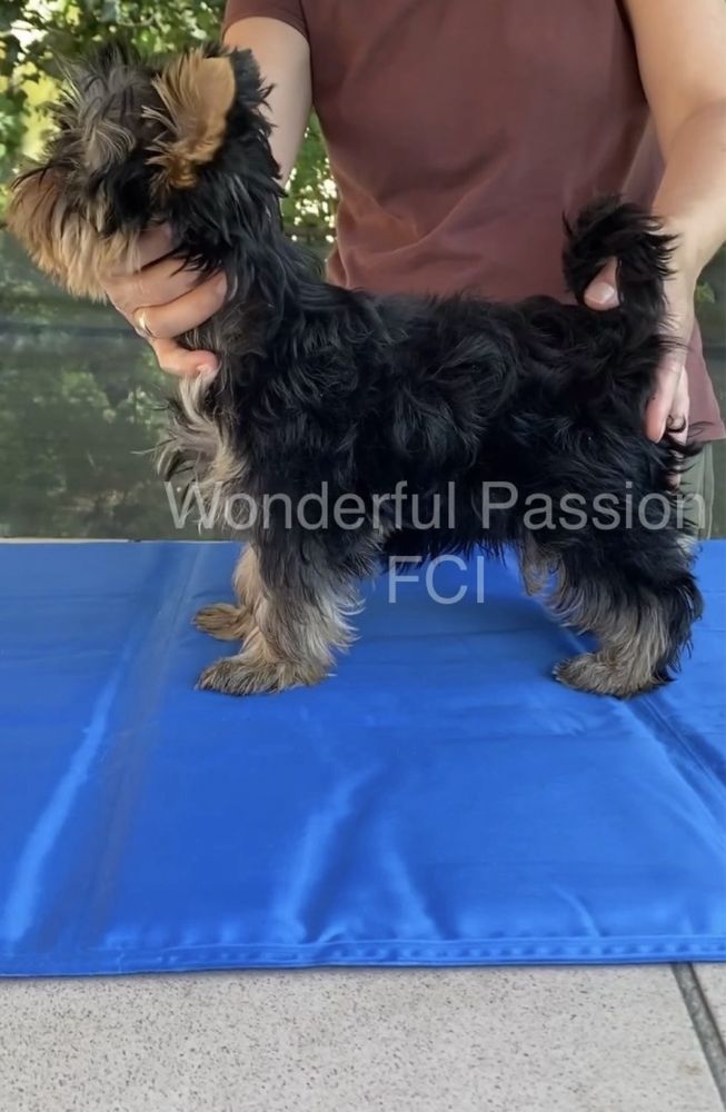 Yorkshire terrier ZKwP FCI