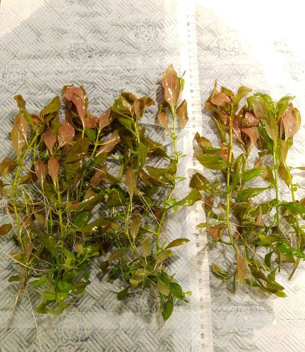 Ludwigia repens (3 plan/ POMARAŃCZOWA)