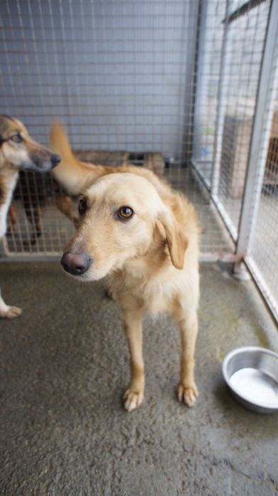 Rosinha cadela jovem porte medio muito meiga