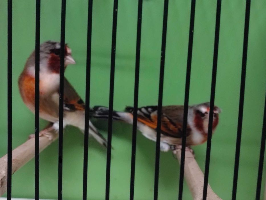 Ptaki Bastardy, szczygły kulczyki Ptaki śpiewajace