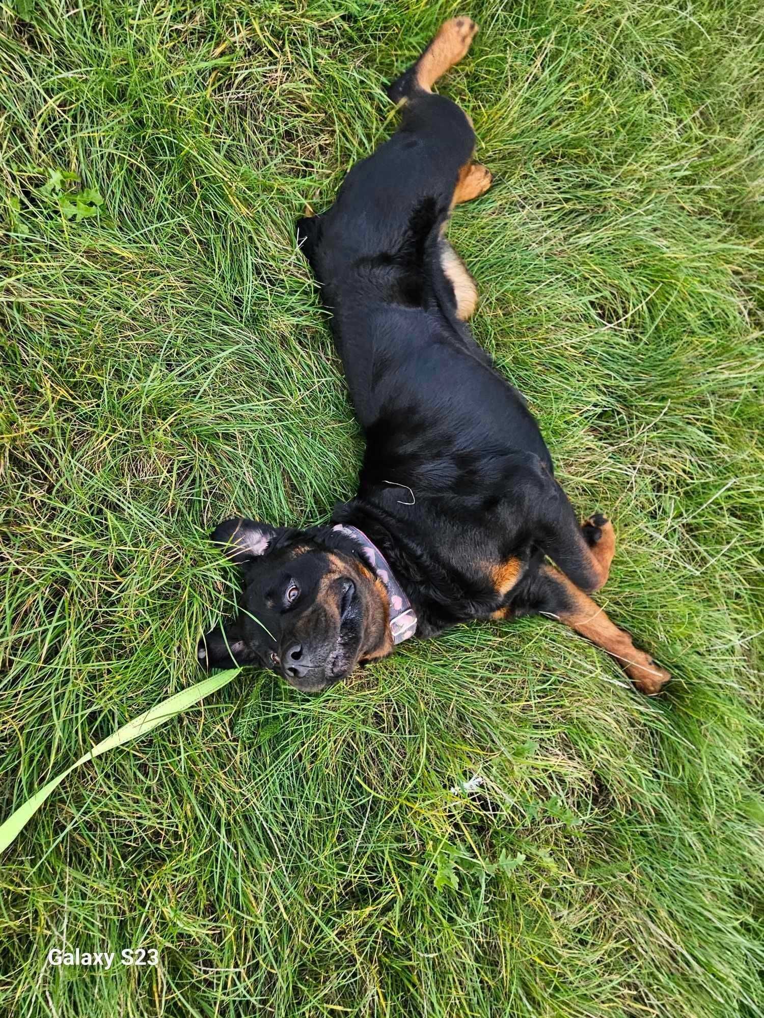 Maciek w typie rottweiler młodziak, typowy przedstawiciel swojej rasy