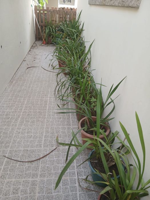 Orquideas varias cores