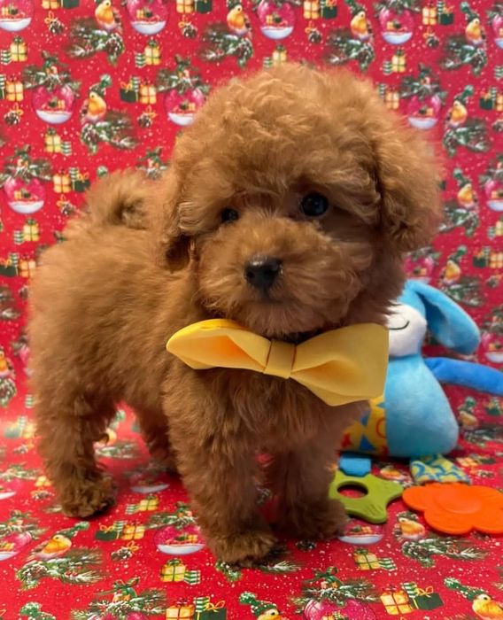 Красунчік той пудель;