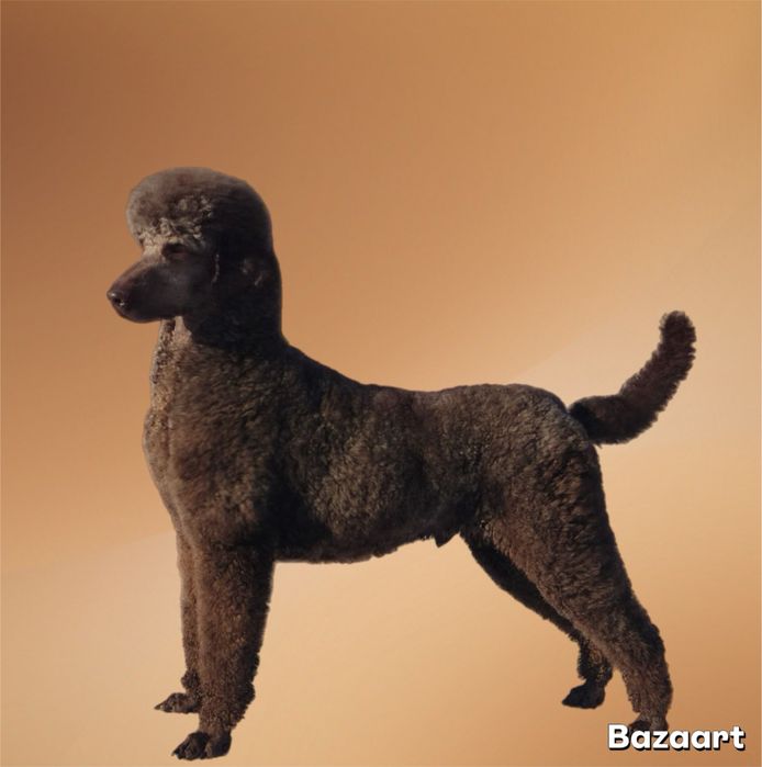 Вязка Кобель Королівського Пуделя