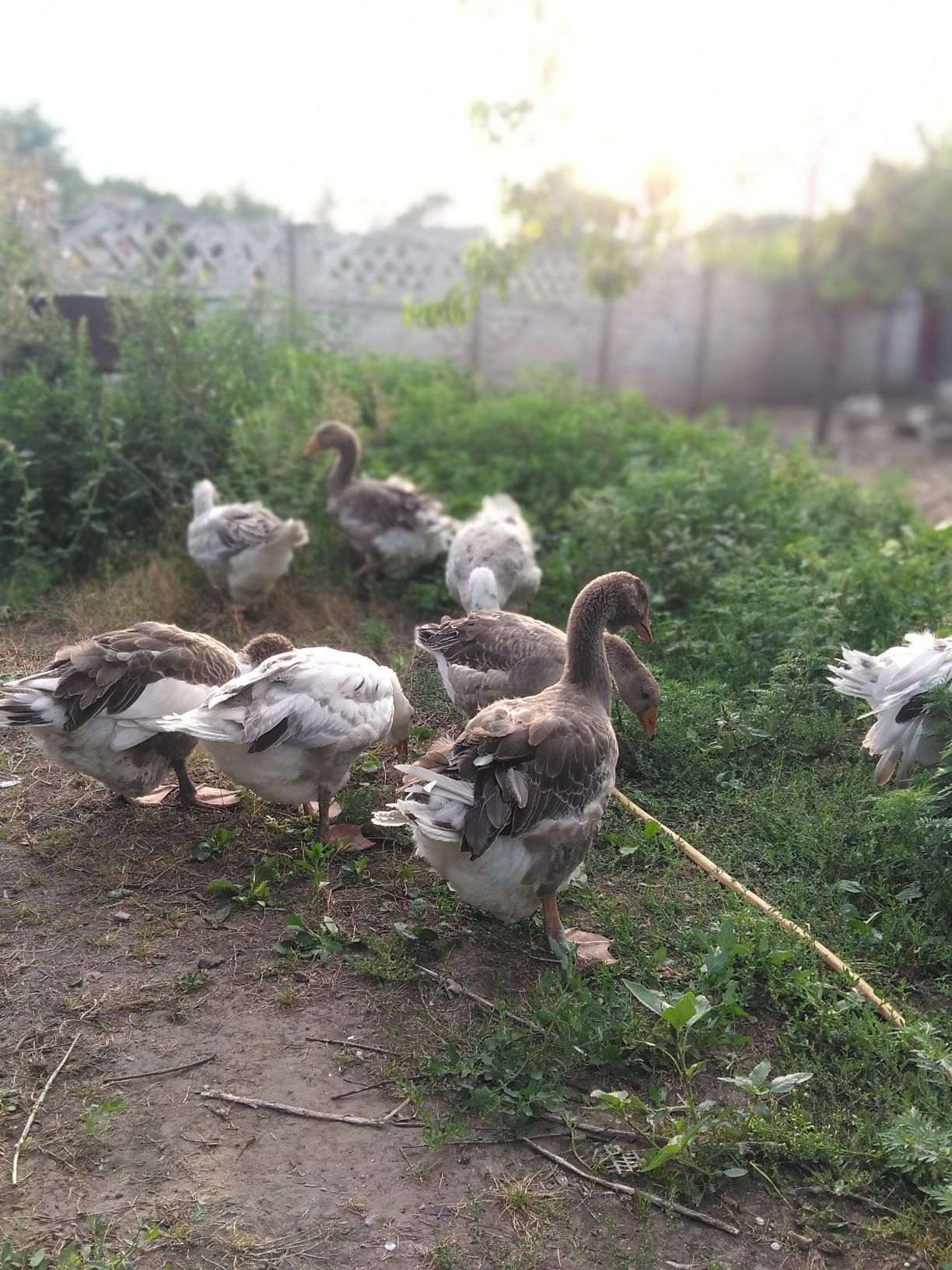 Продам гусей крупної породи.