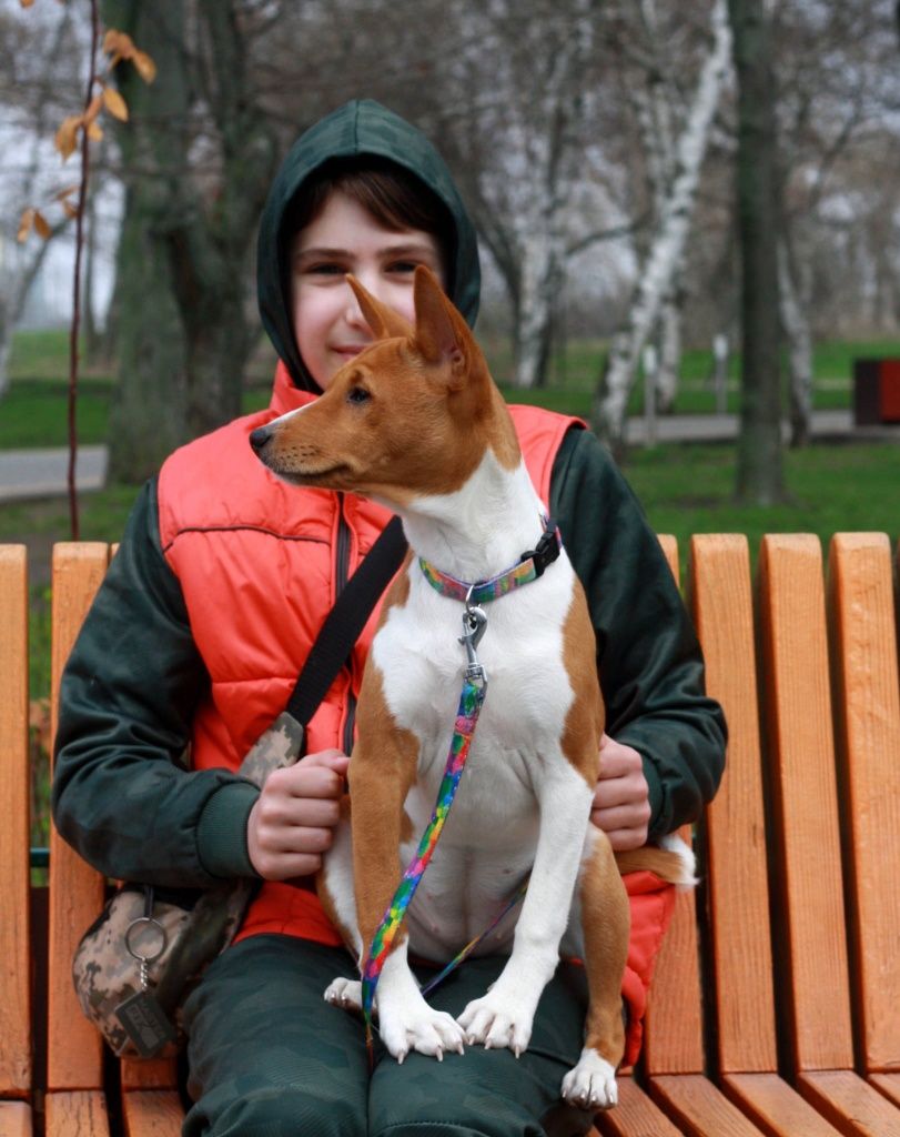 Басенджи basenji, Керрі бездоганна мала! КСУ