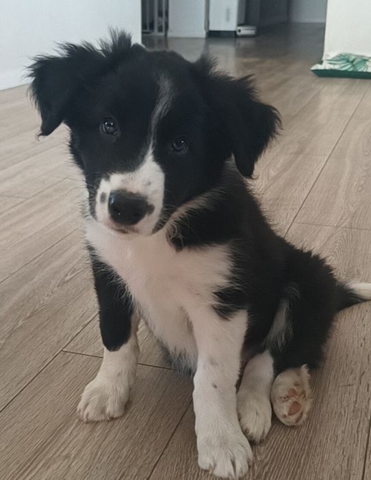 Border collie  FCI chłopiec czarno biały FCI zkwp