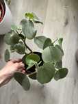 Peperomia incana velvet mszyste liscie