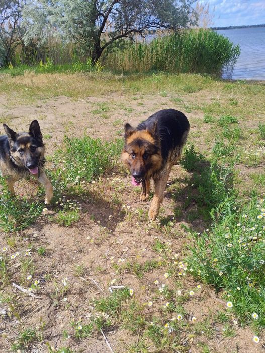 Немецкая овчарка