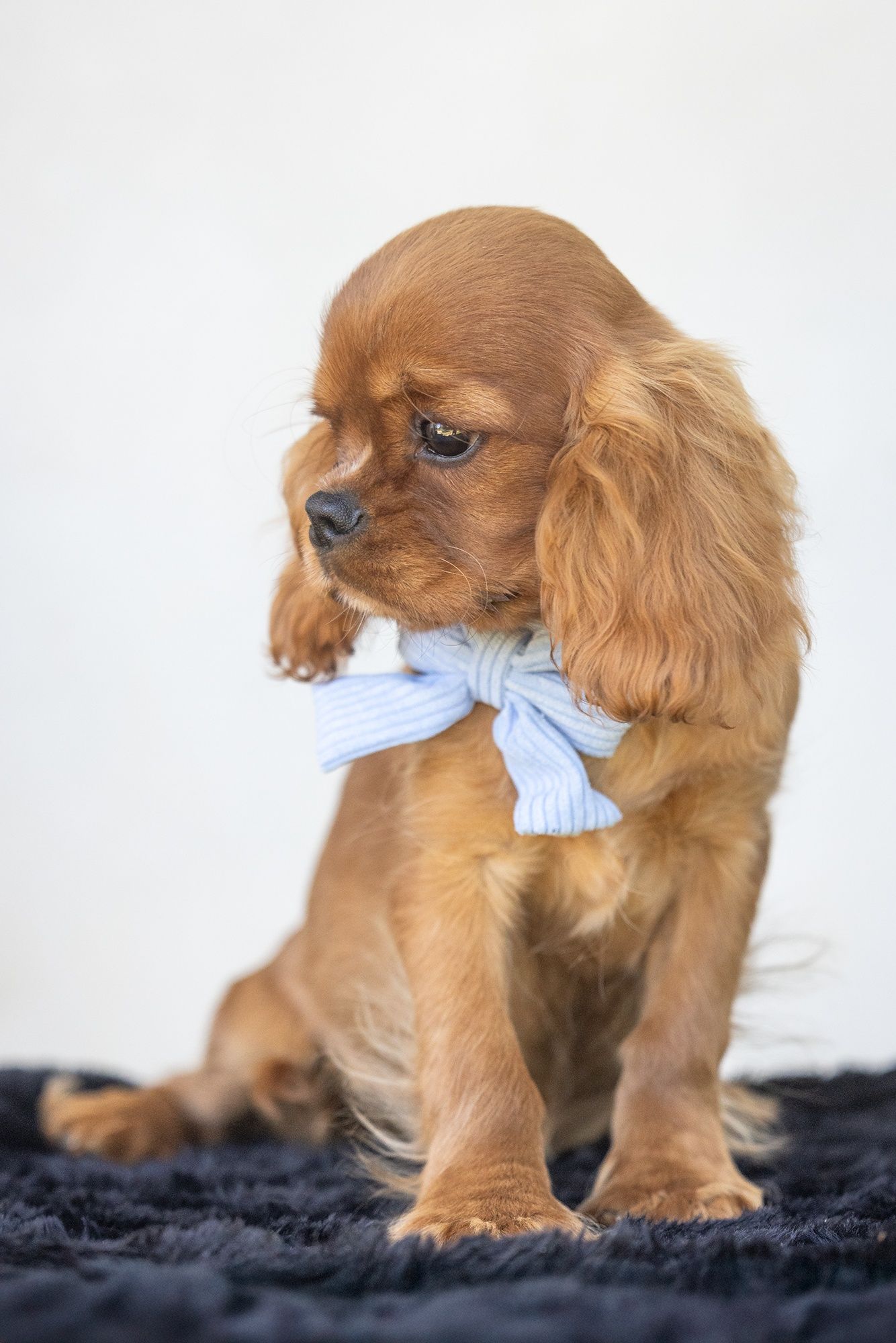 Cavalier King Charles Spaniel* Chłopczyk* Lupin gotowy do odbioru