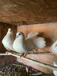 Pombas leque (M/F)