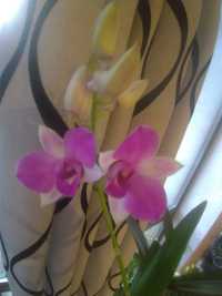 Яркая орхидея дендробиум. Подарок