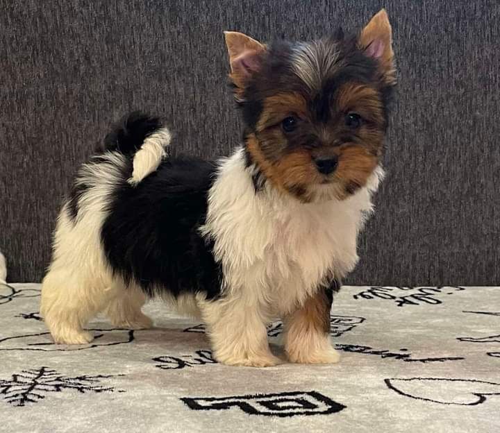 Бівер йорк 5 хлопчиків та 2 дівчинки