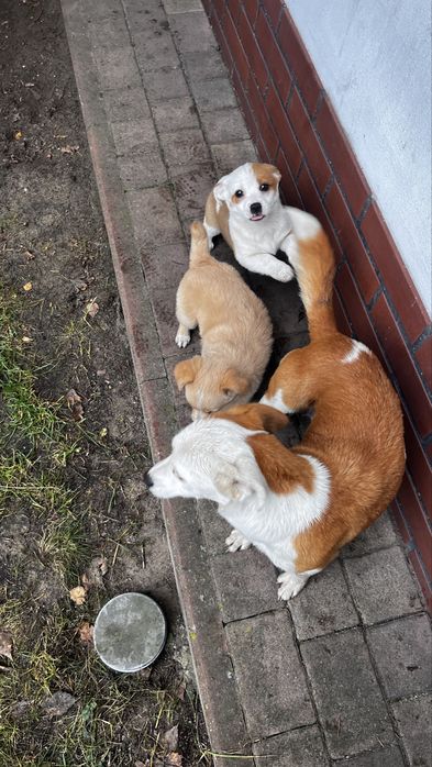 Oddam pieski w dobre ręce