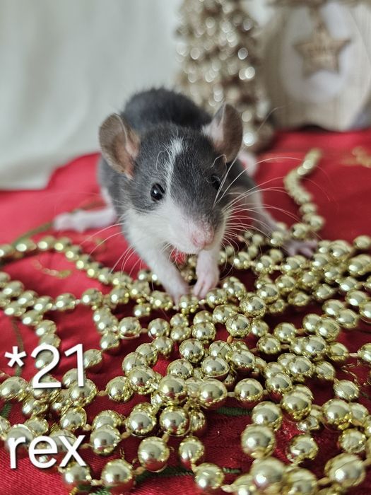 Szczur szczury szczurki