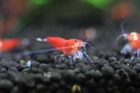 Krewetki Caridina Super Cristal Red - SCR