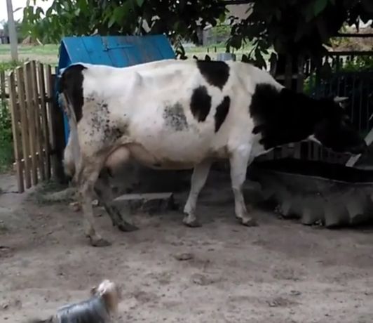 Корова тільна, 15 років