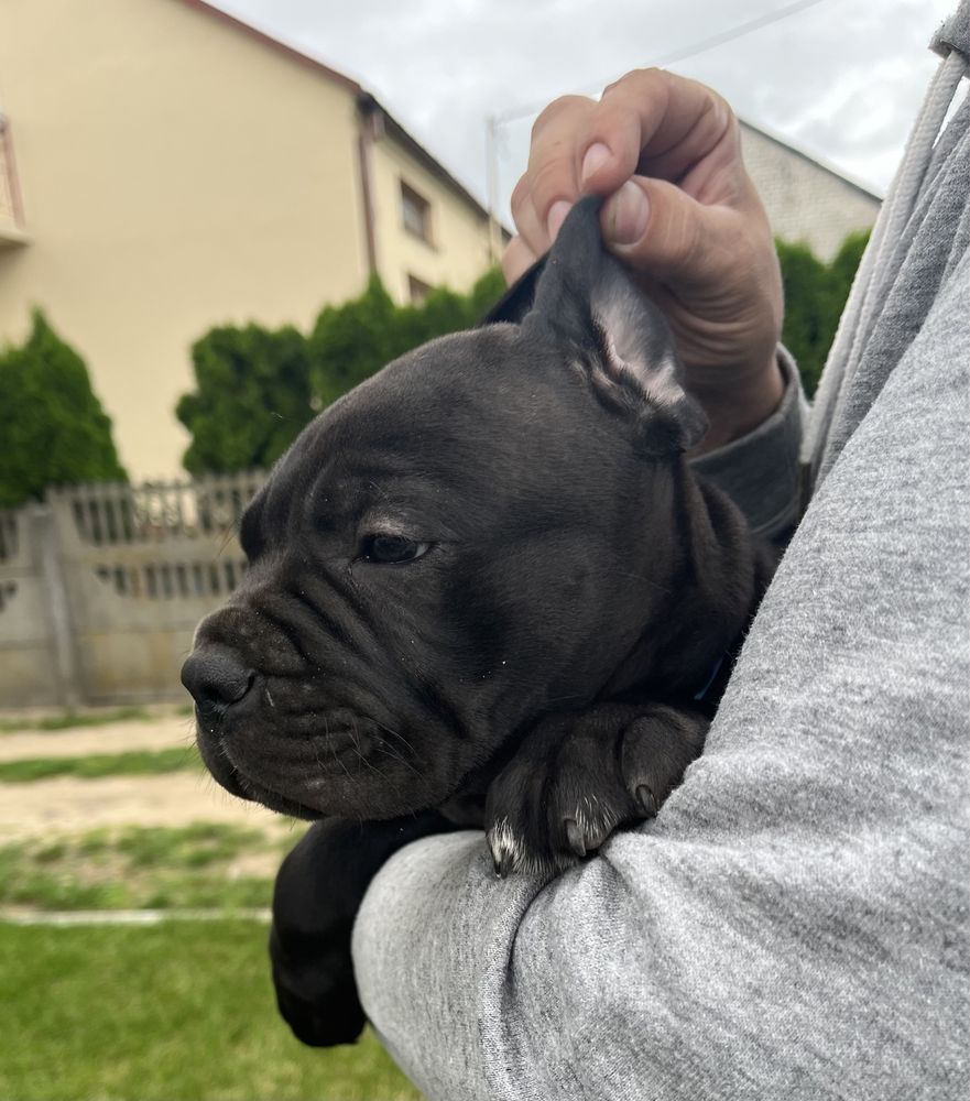 Cane Corso piesek