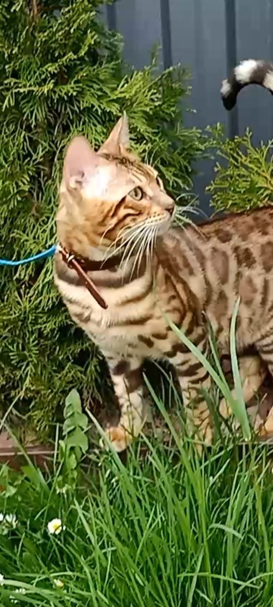Продам шикарного бенгальского  молодого кота