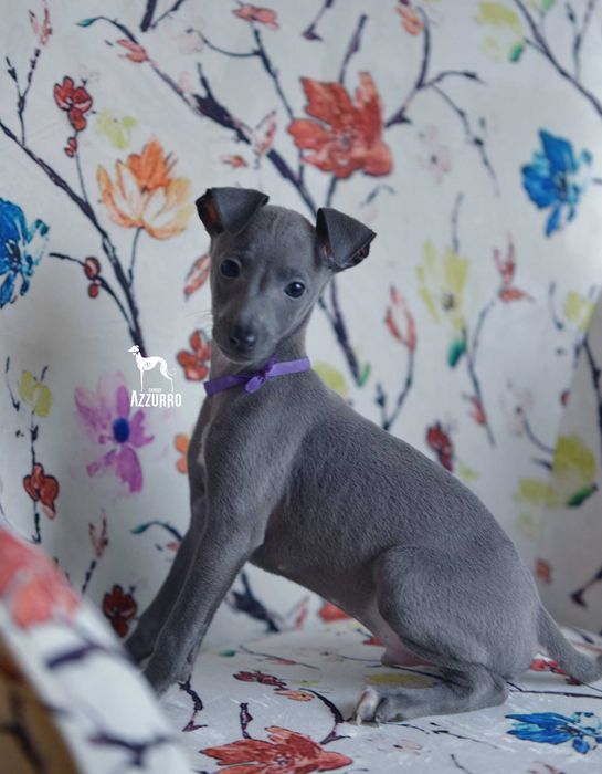 Charcik włoskiZKwP(FCI) FiuFiu