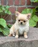 Chihuahua długowłosy FCI