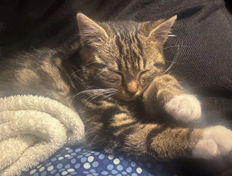 Mała kotka szuka domu