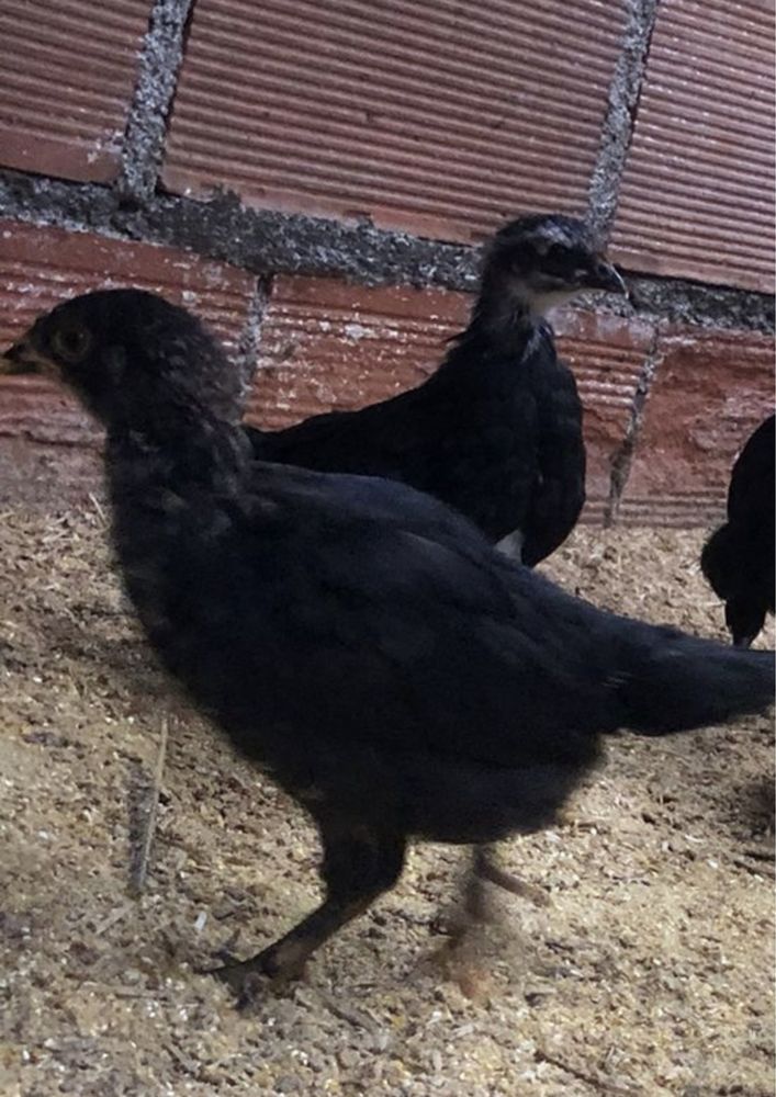 Australorp (pintos e ovos para incubaçao)