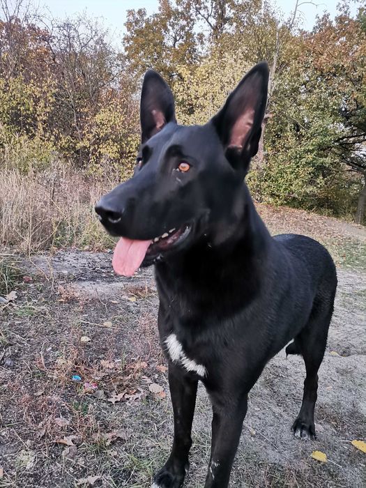 Кобель на вязку 2.5 года