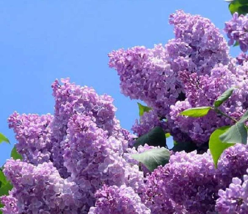 Бузок, однорічні саджанці