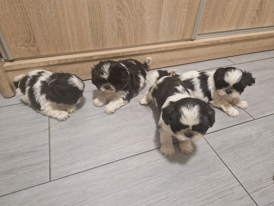 Shih tzu z rodowodem