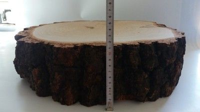 Duży Plastry drewna brzoza 38 cm gr.11cm na stolik